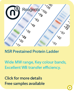 Nsr prestained protein ladder