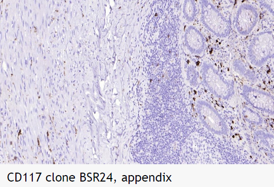 Anti-CD117 (Clone BSR24)