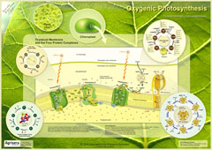 Agrisera Oxygenic Photosynthesis Poster