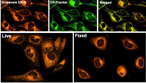 Comparison of Biosensis ER-O™  and ER-Tracker™