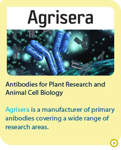 Agrisera antibodies