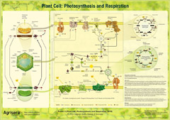 Agrisera Photosynthesis and Respiration Poster
