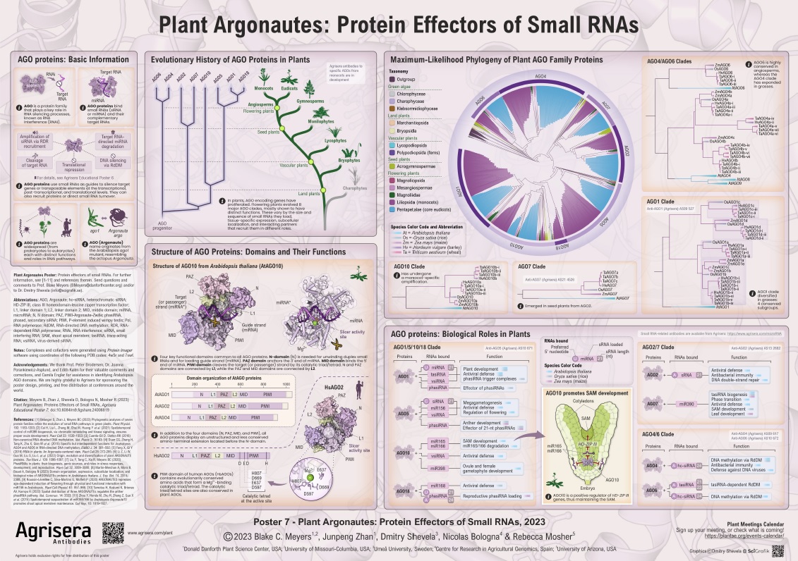 Agrisera Poster 7 Plant Argonautes Protein Effectors of Small RNAs