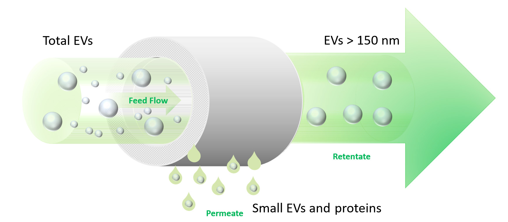 TFF-MV: Separation, puriifcation and concentration of large EVs